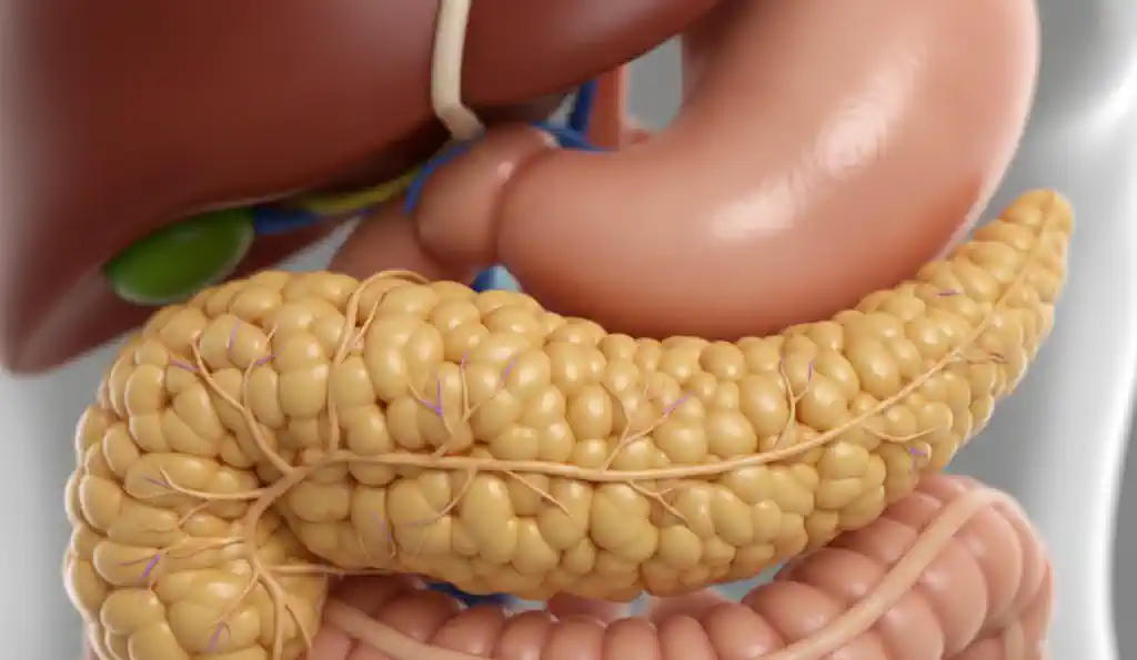 Anatomija i fiziologija gušterače: Ključni organ za metaboličku i probavnu ravnotežu