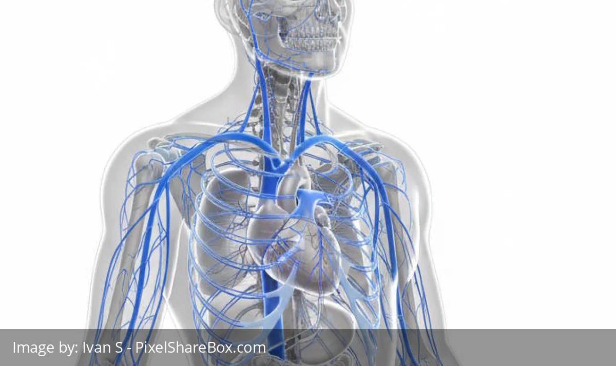Venski sustav čovjeka: Anatomija, hemodinamika i očuvanje vaskularnog zdravlja