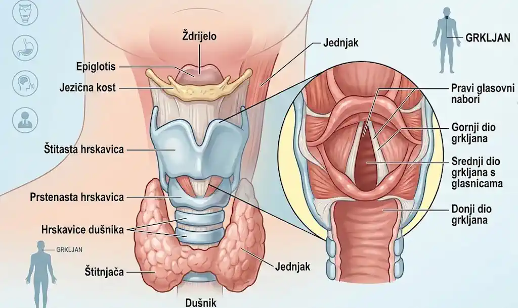 Grkljan: Čuvar dišnih puteva i izvor ljudskoga glasa